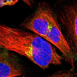 PDE8A Antibody, Novus Biologicals:Antibodies:Primary Antibodies